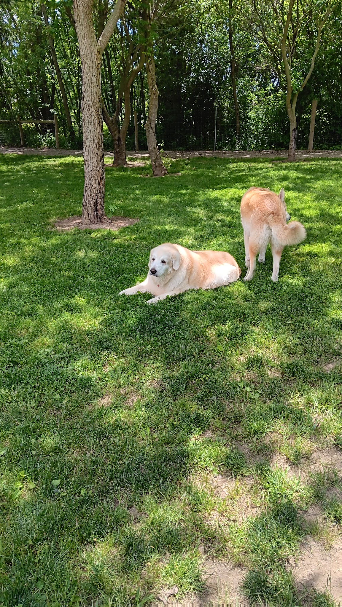 Dog Park at Van Raalte Farm Park - Holland, MI