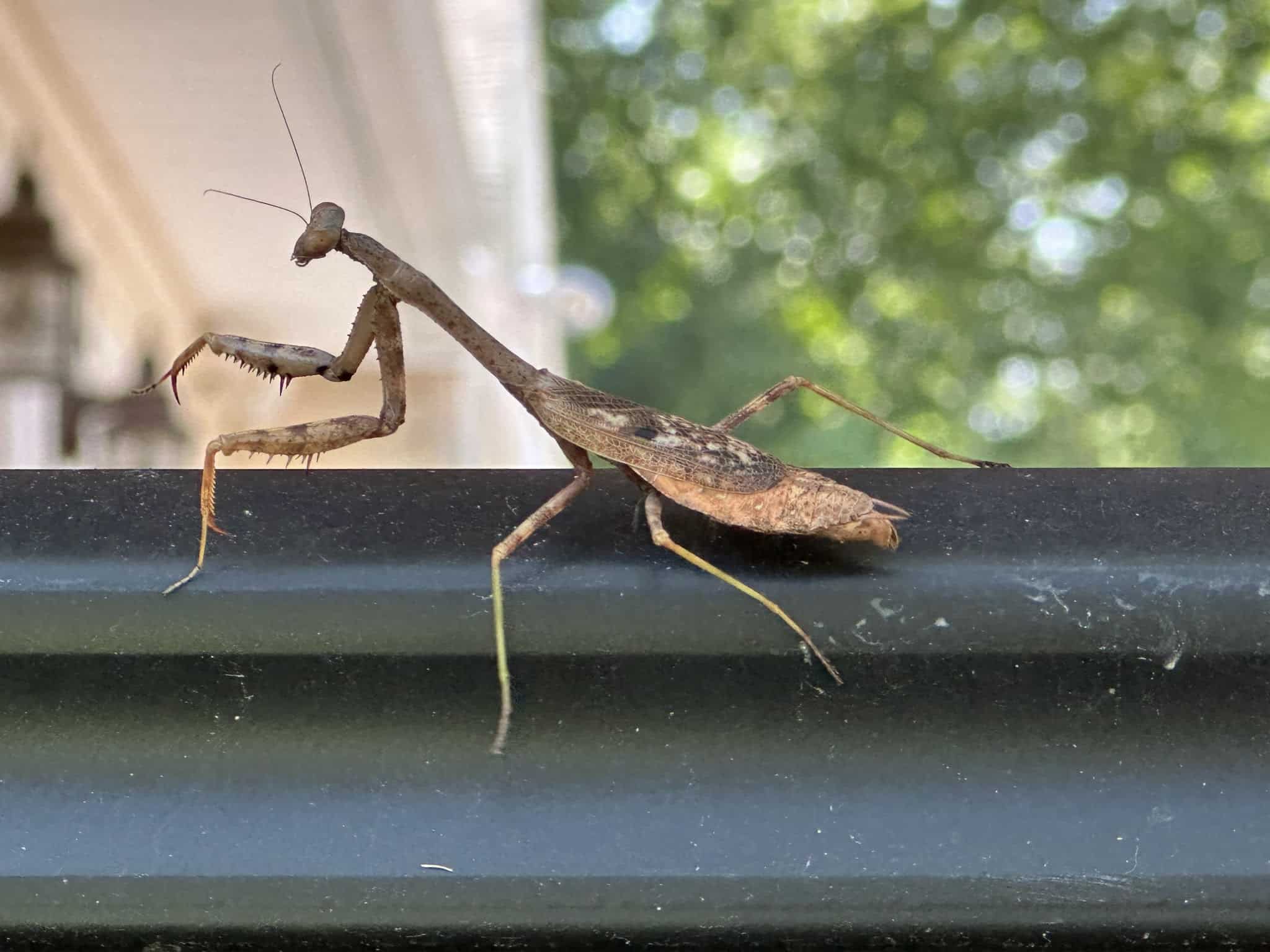 Ackerson Park - Holmdel, NJ
