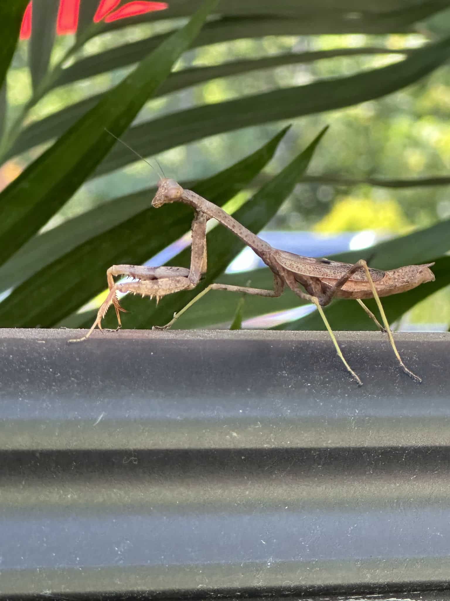 Ackerson Park - Holmdel, NJ