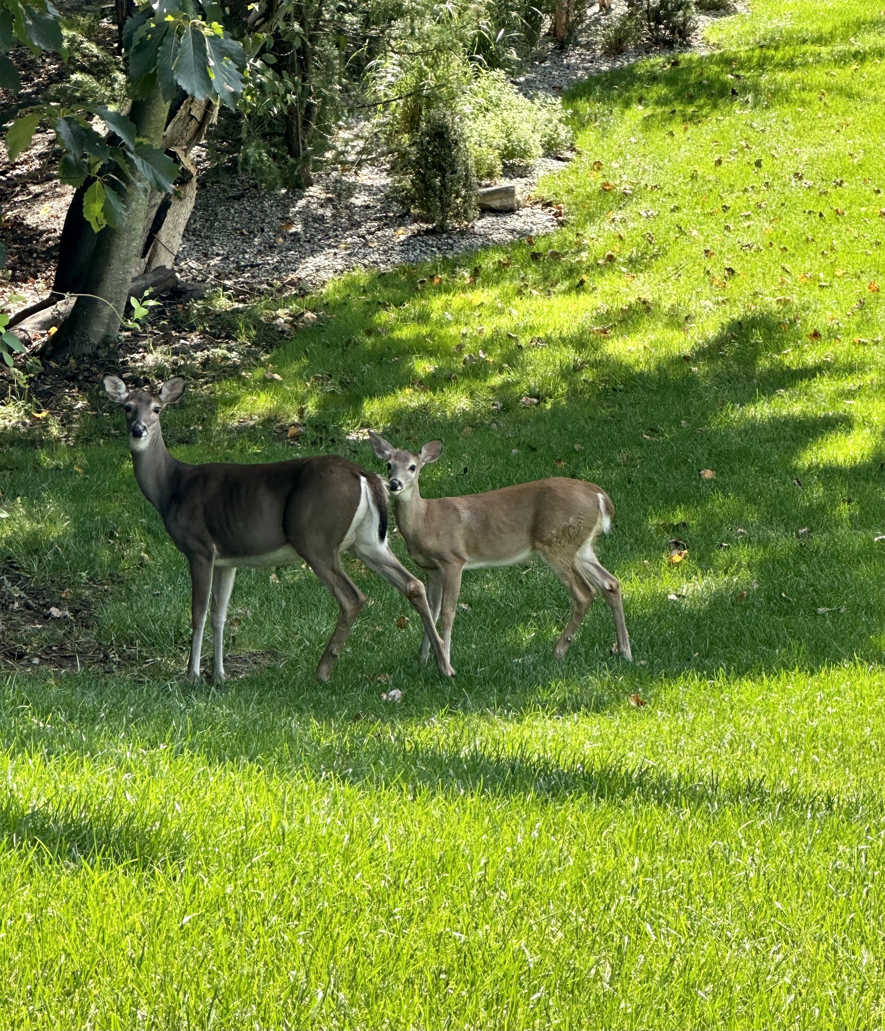 Ackerson Park - Holmdel, NJ