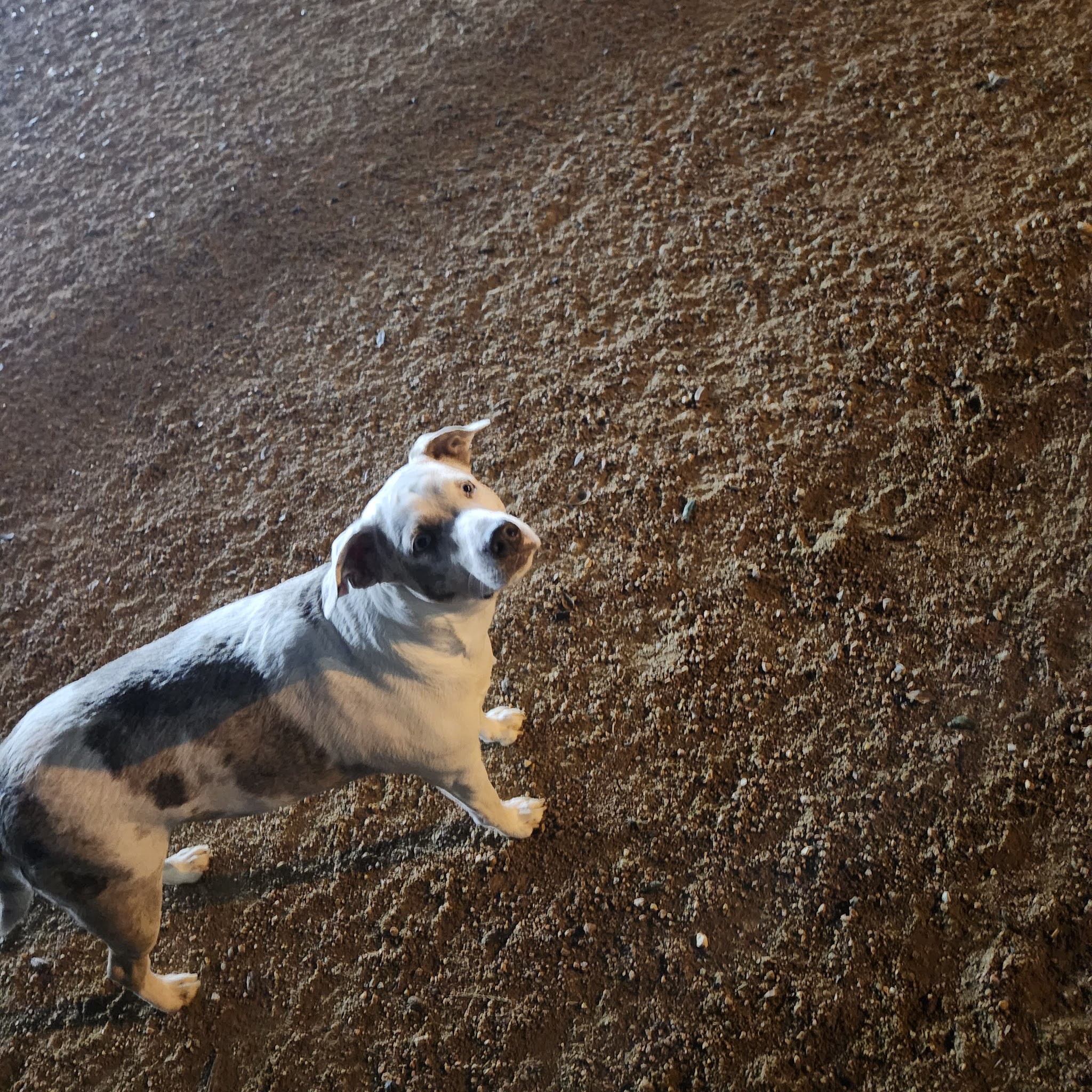 Bark Park - Houston, TX