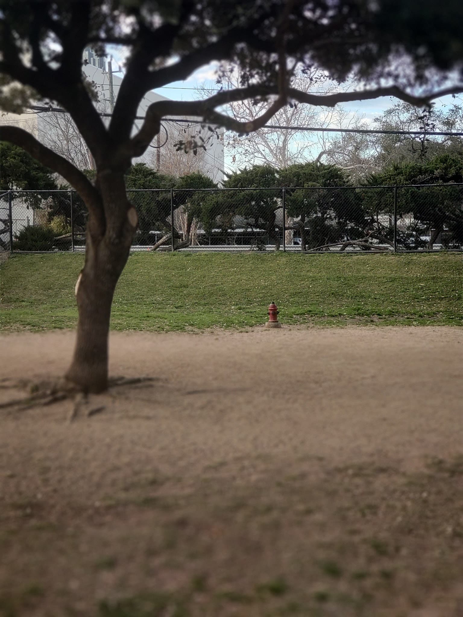 Bark Park - Houston, TX