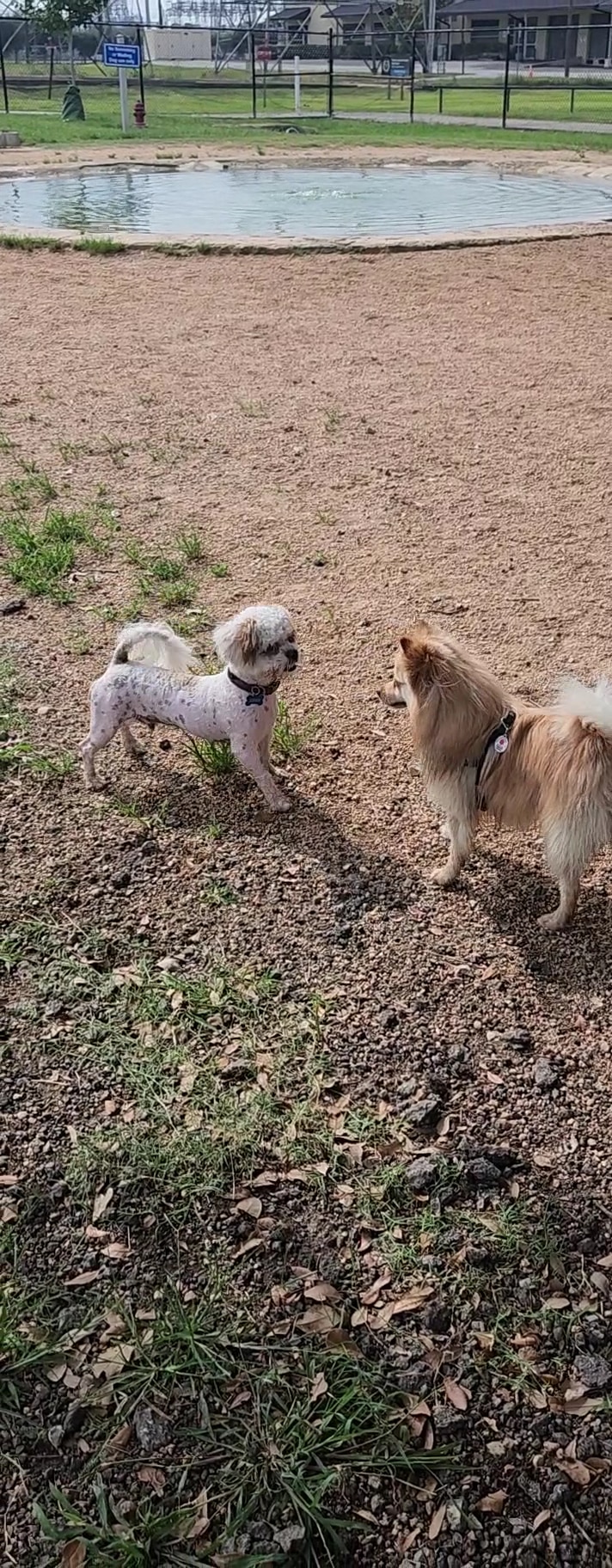 Bark Park - Houston, TX