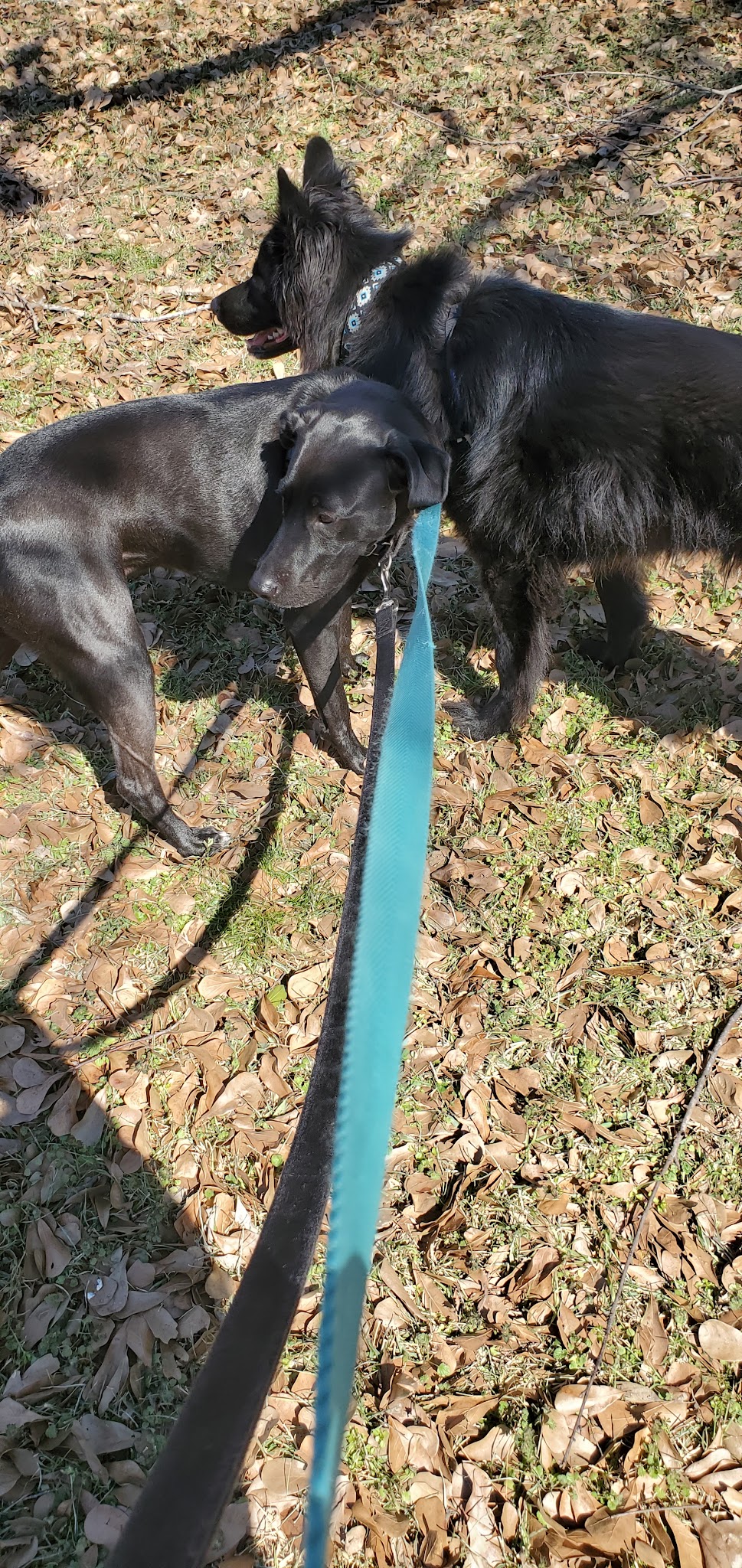 Campbell Woods Park - Houston, TX