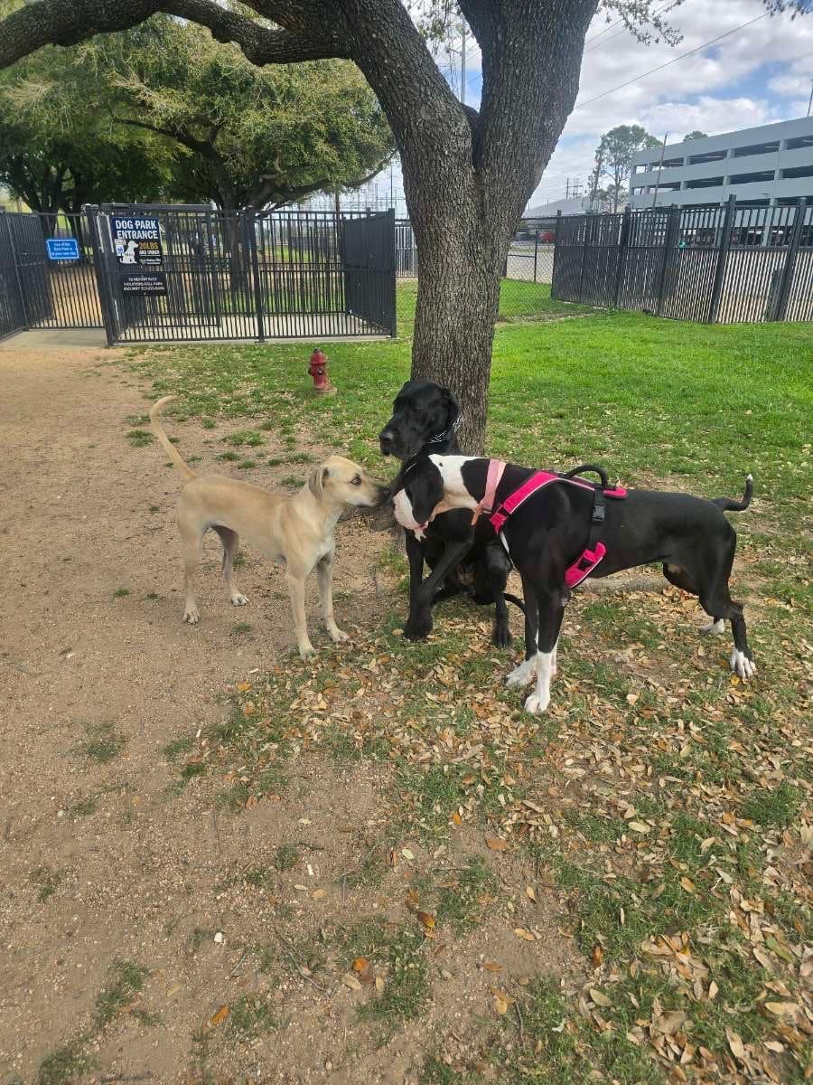 Danny Jackson Family Bark Park - Houston, TX