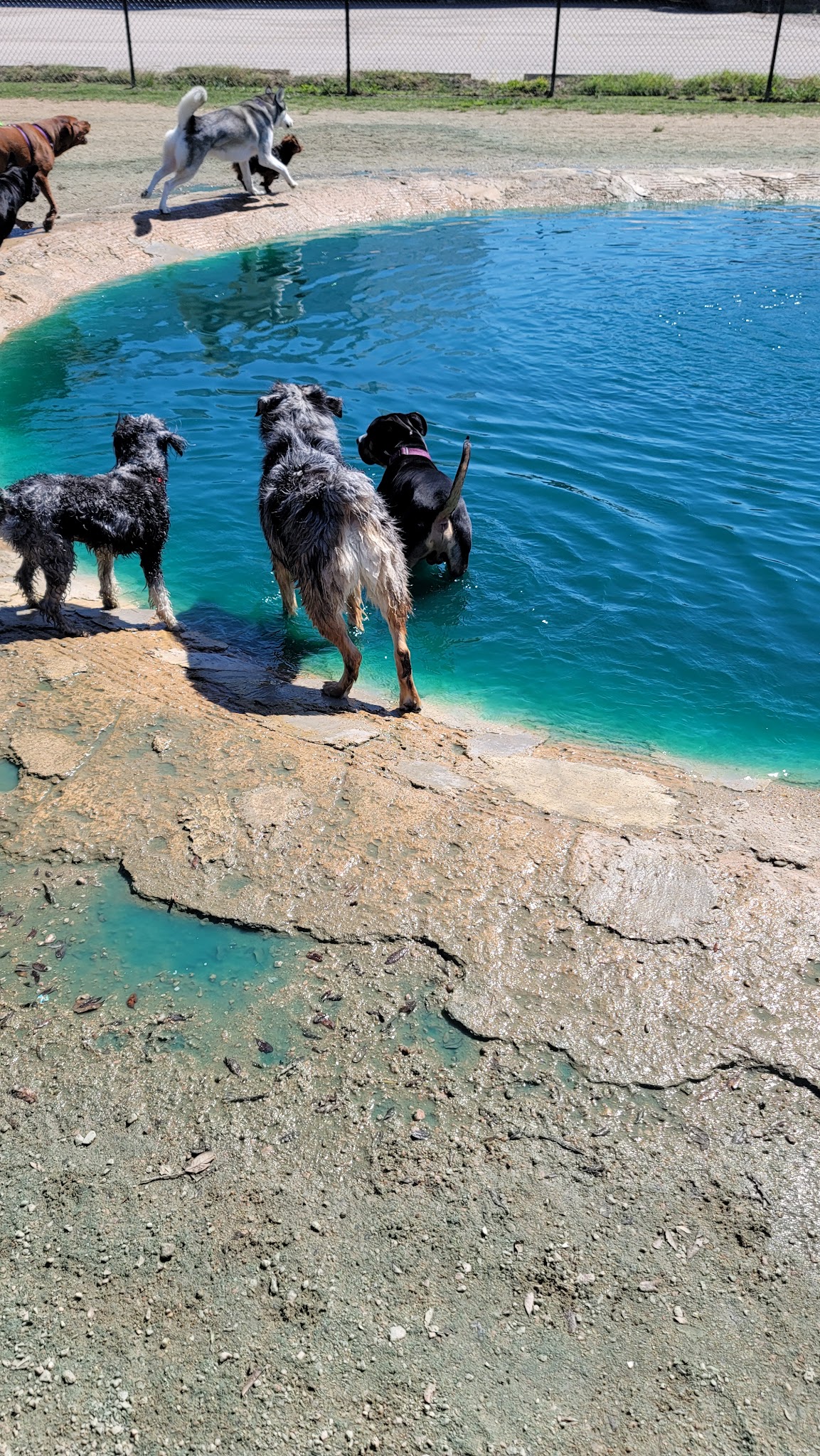 Danny Jackson Family Bark Park - Houston, TX