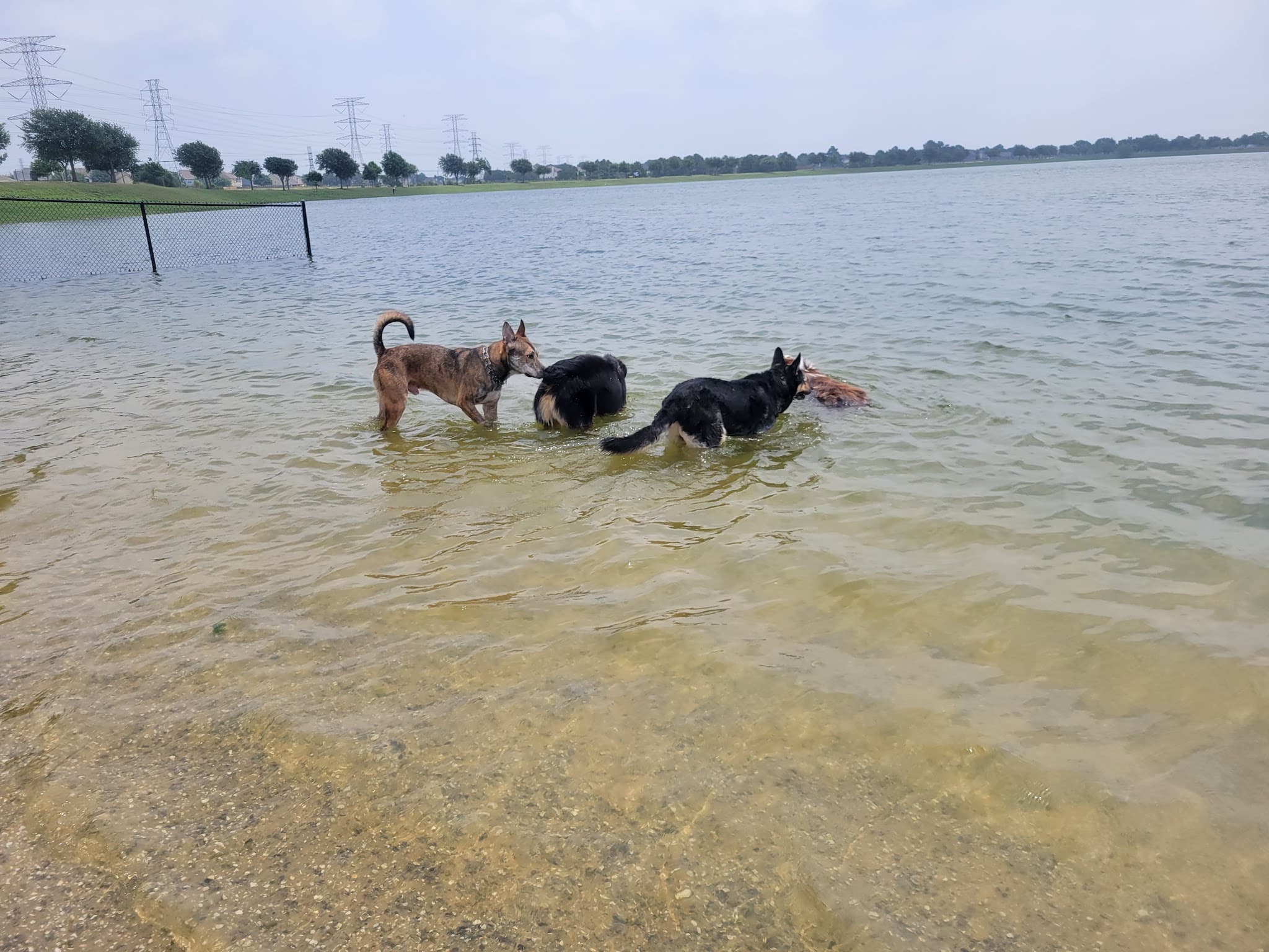 Dog Park Beach - Houston, TX