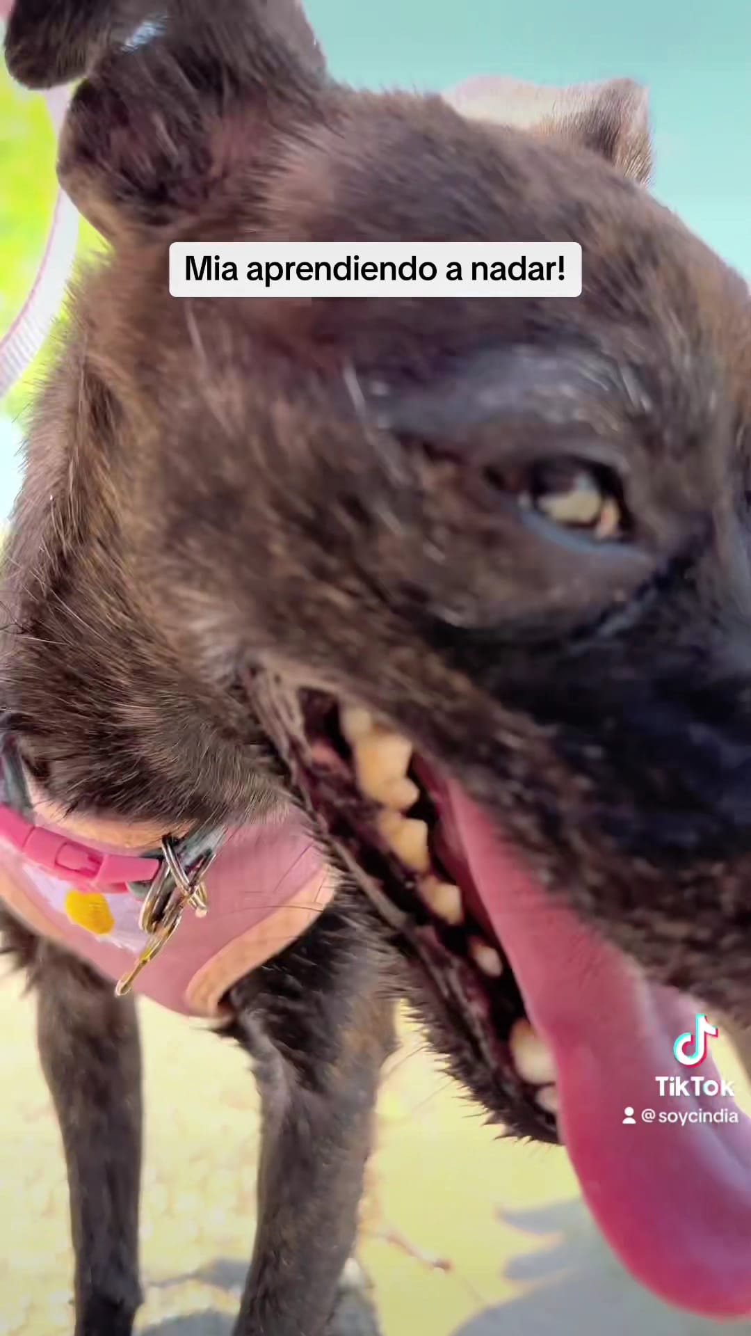 Dog Park Beach - Houston, TX