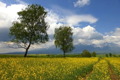 Haviland Park - Houston, TX