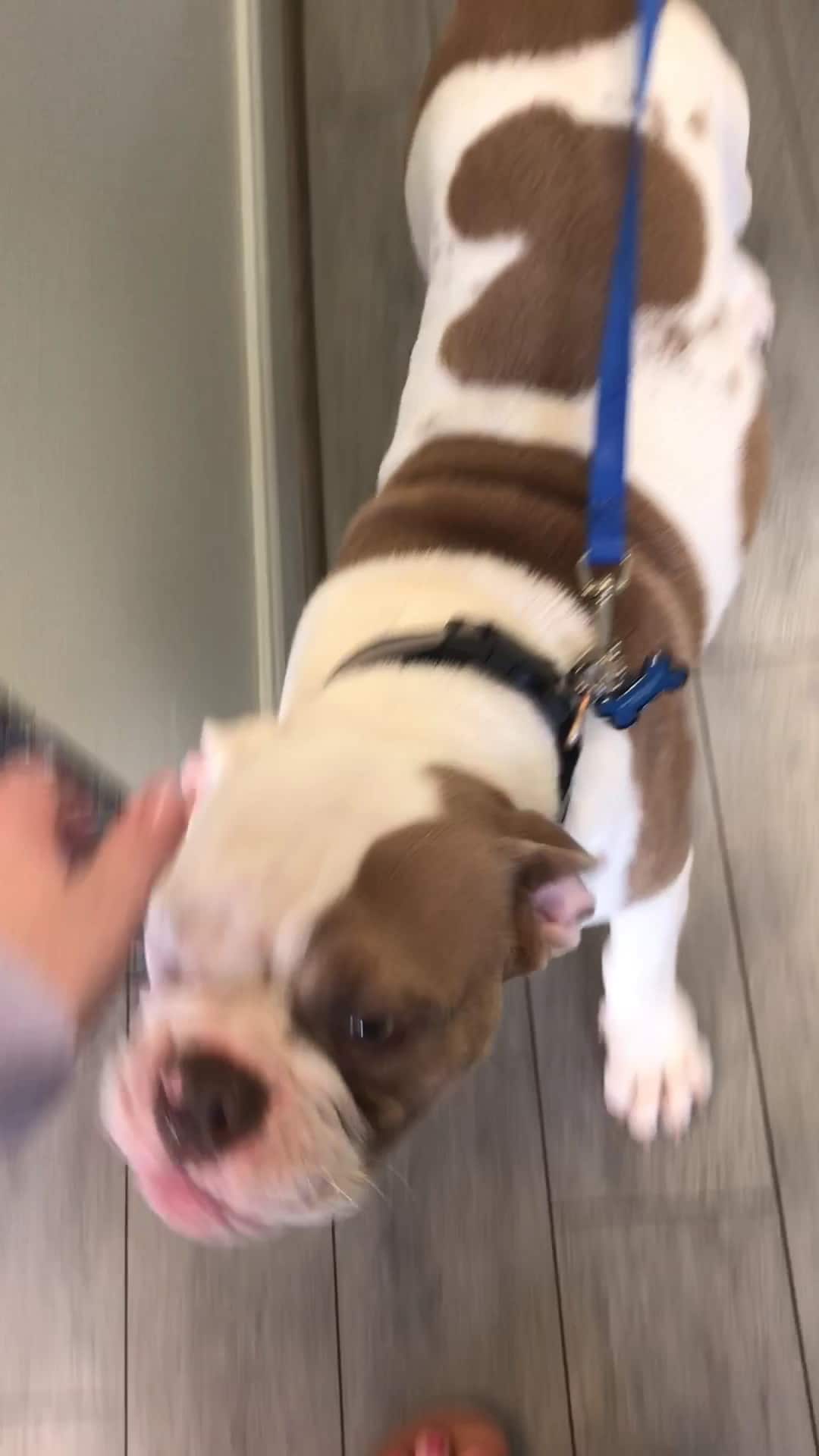 Houston Bark Park and Daycare - Houston, TX