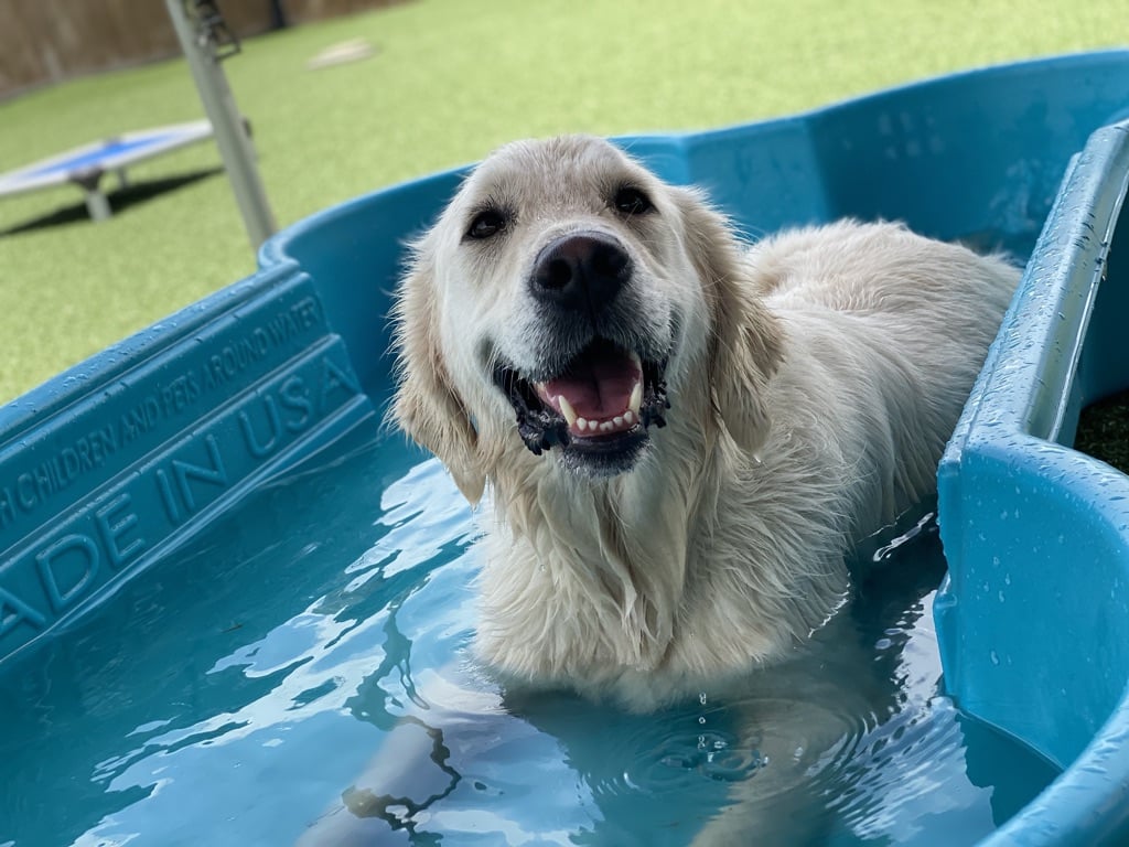 Houston Bark Park and Daycare - Houston, TX