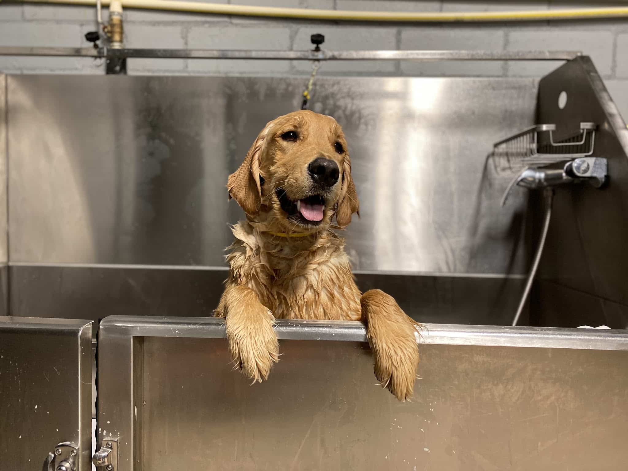 Houston Bark Park and Daycare - Houston, TX