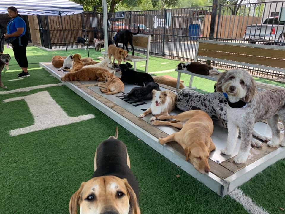 Houston Bark Park and Daycare - Houston, TX