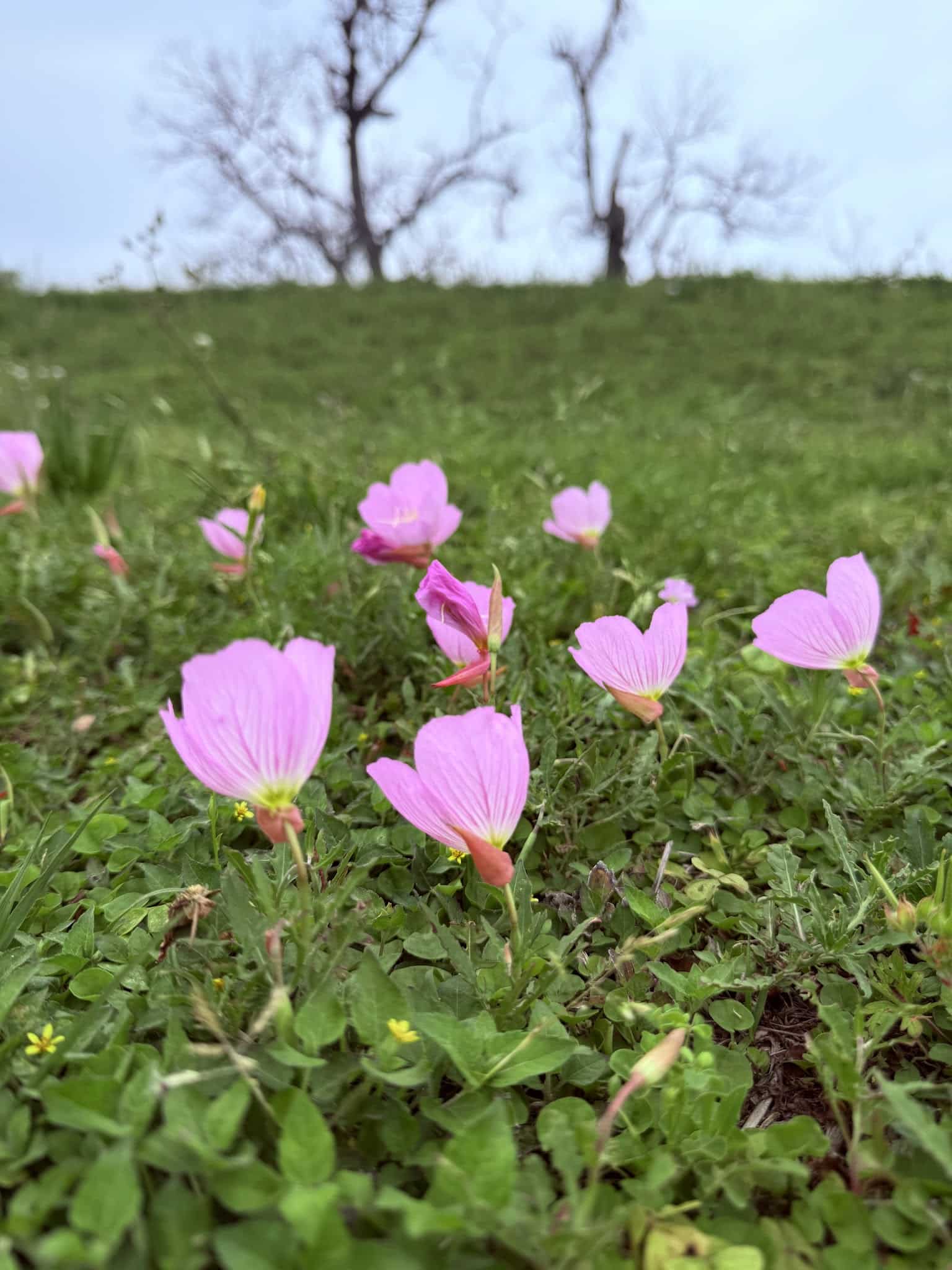 Langwood Park - Houston, TX