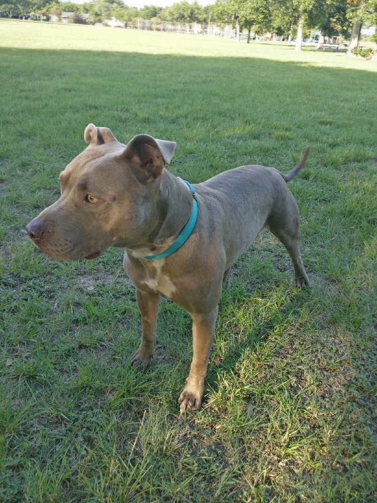 Langwood Park - Houston, TX