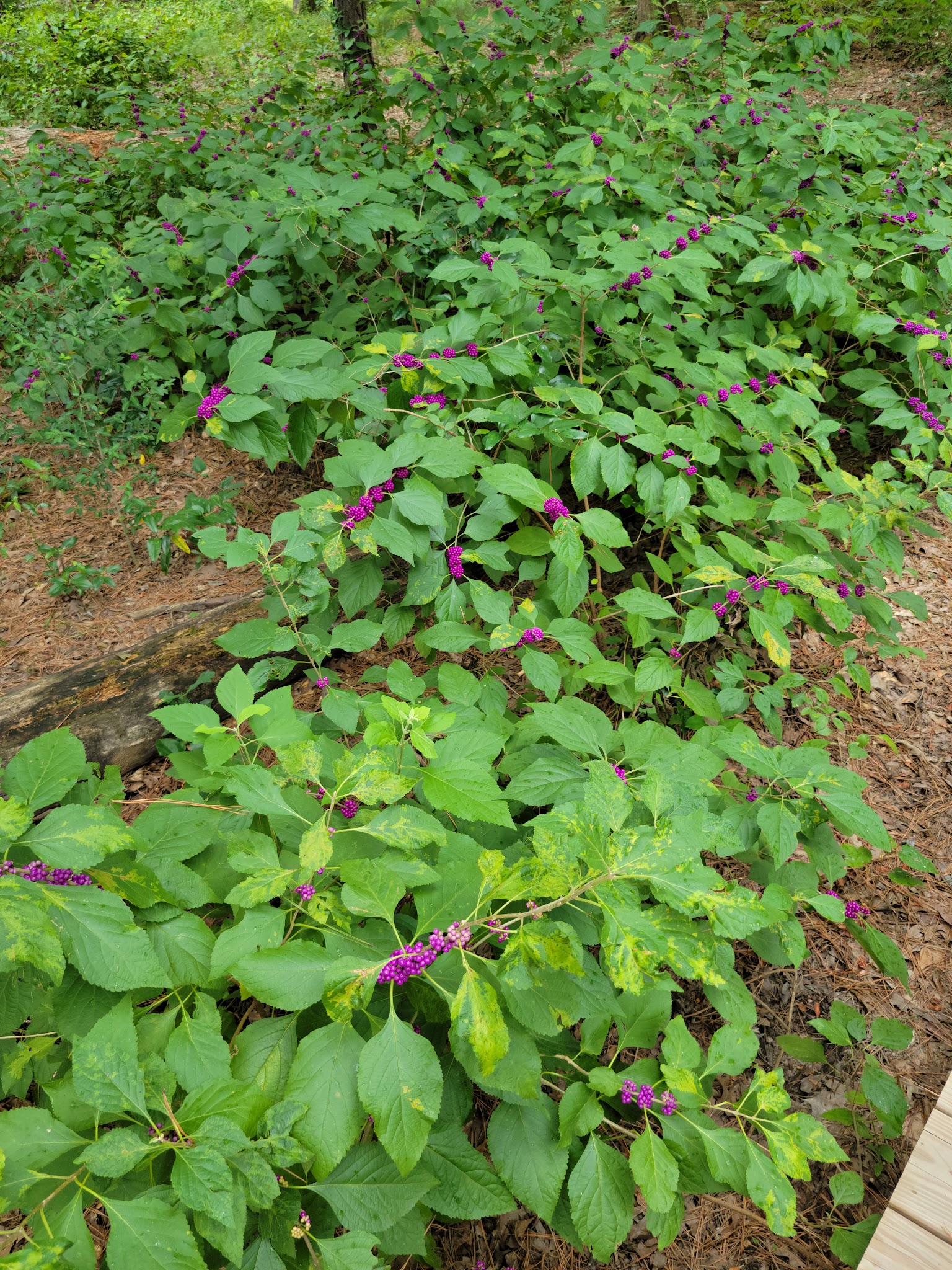 Memorial Park - Houston, TX