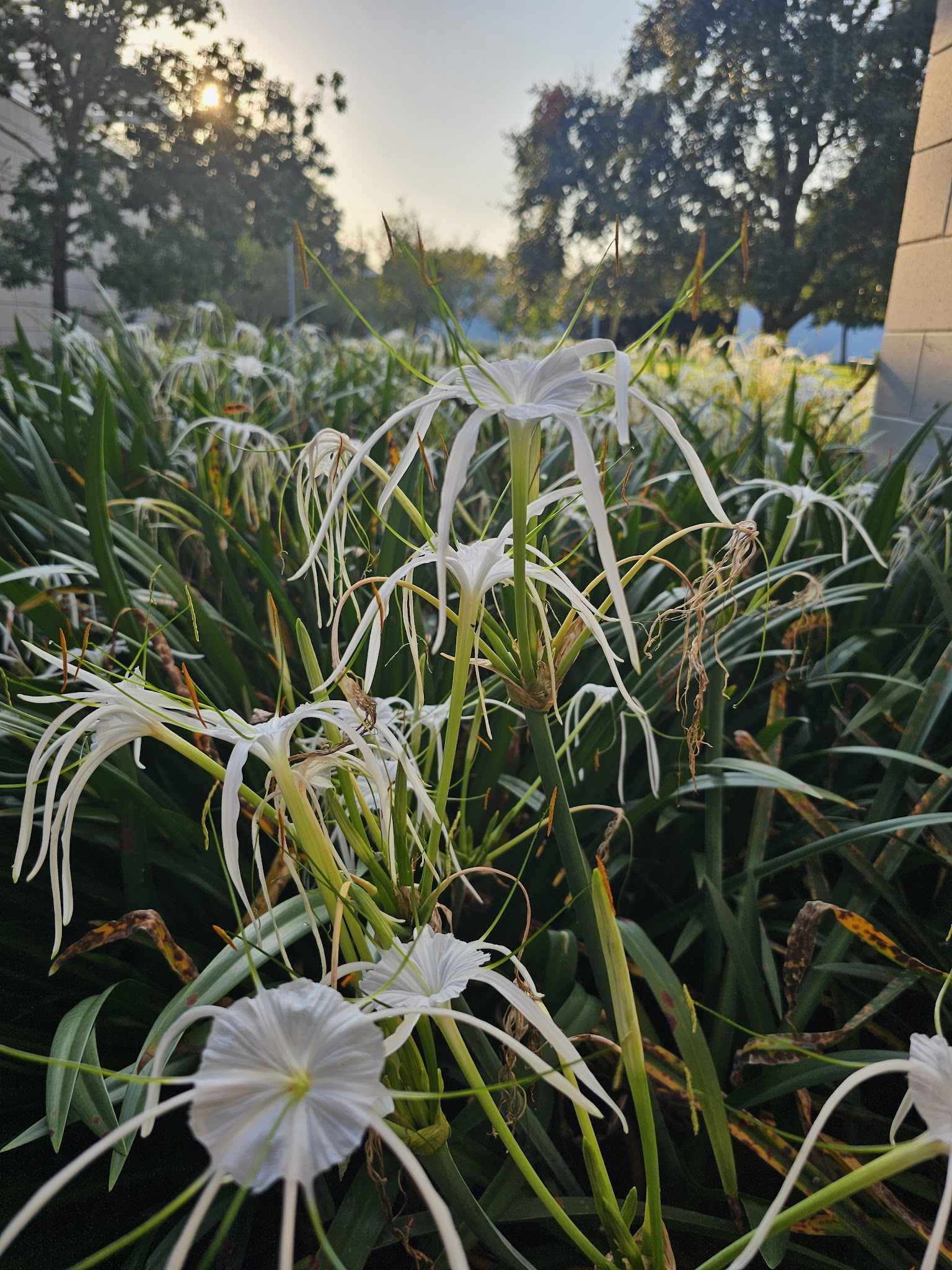 Menil green space - Houston, TX