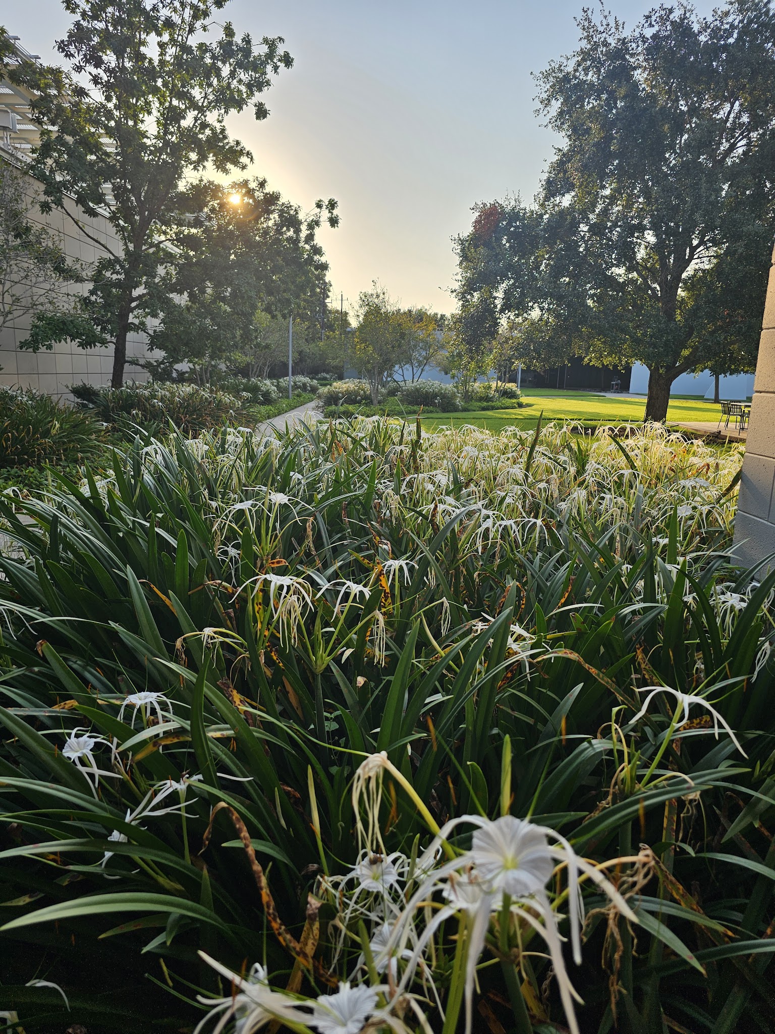 Menil green space - Houston, TX