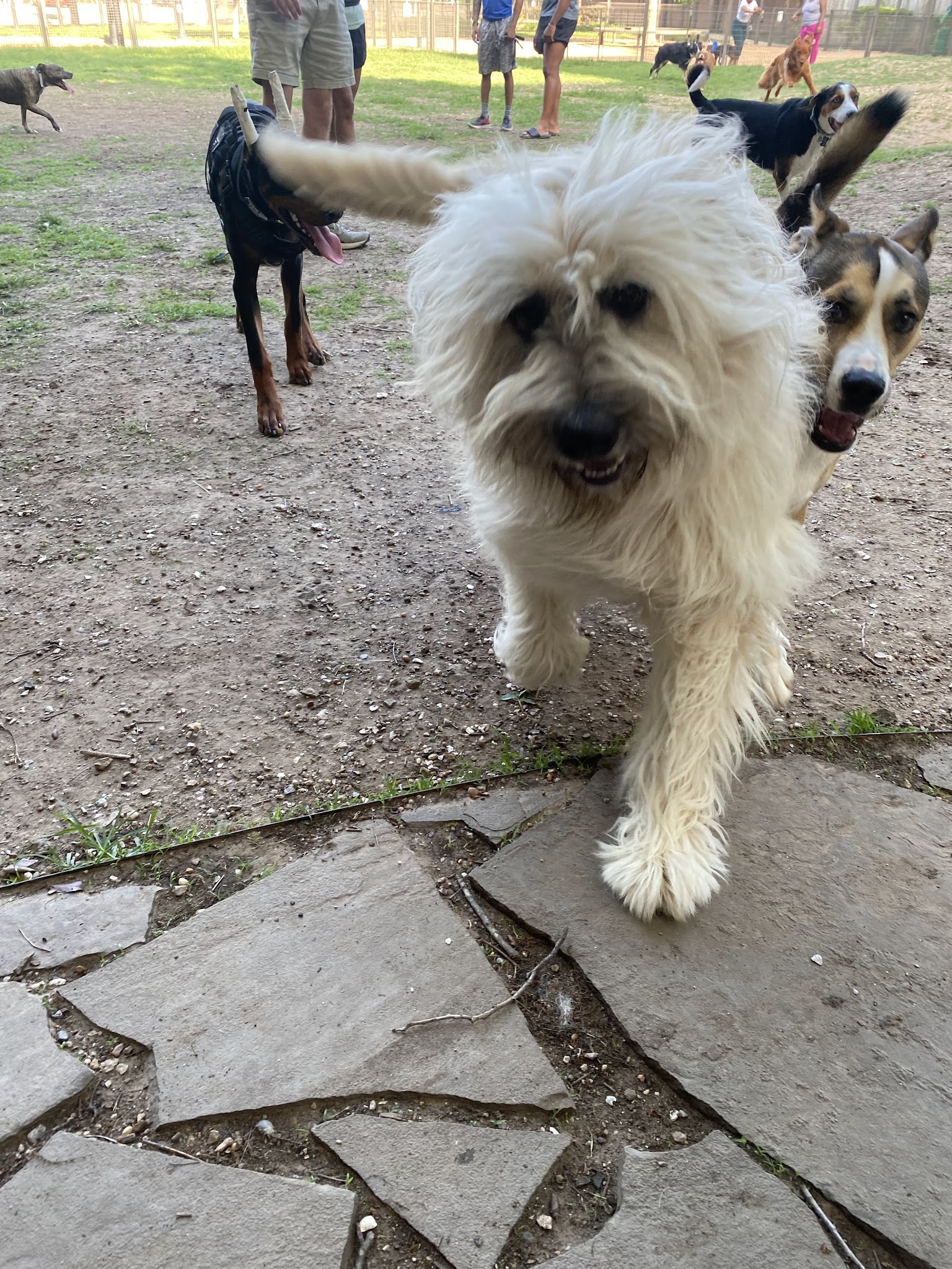 Park for Humans and Dogs - Houston, TX