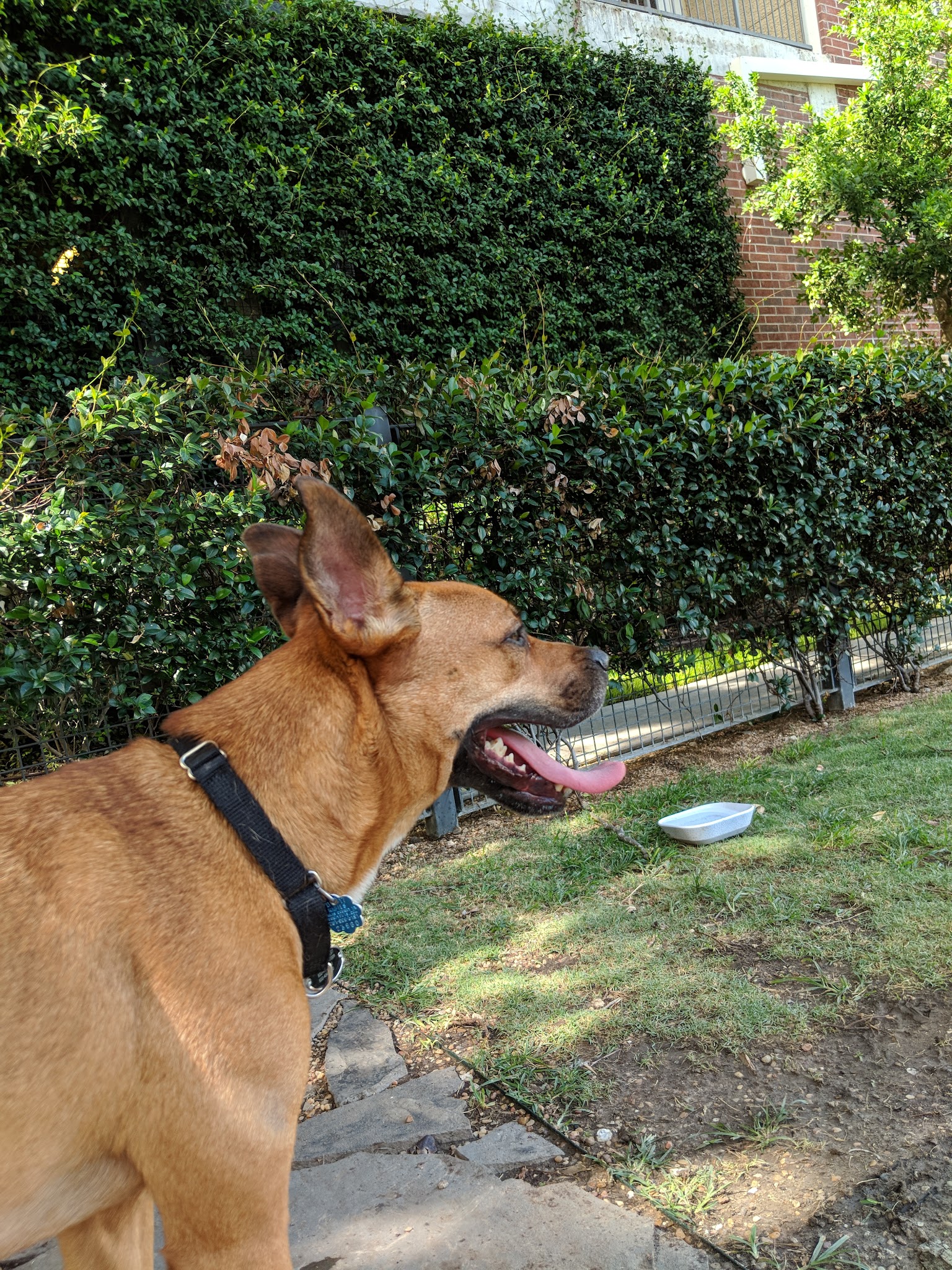 Park for Humans and Dogs - Houston, TX