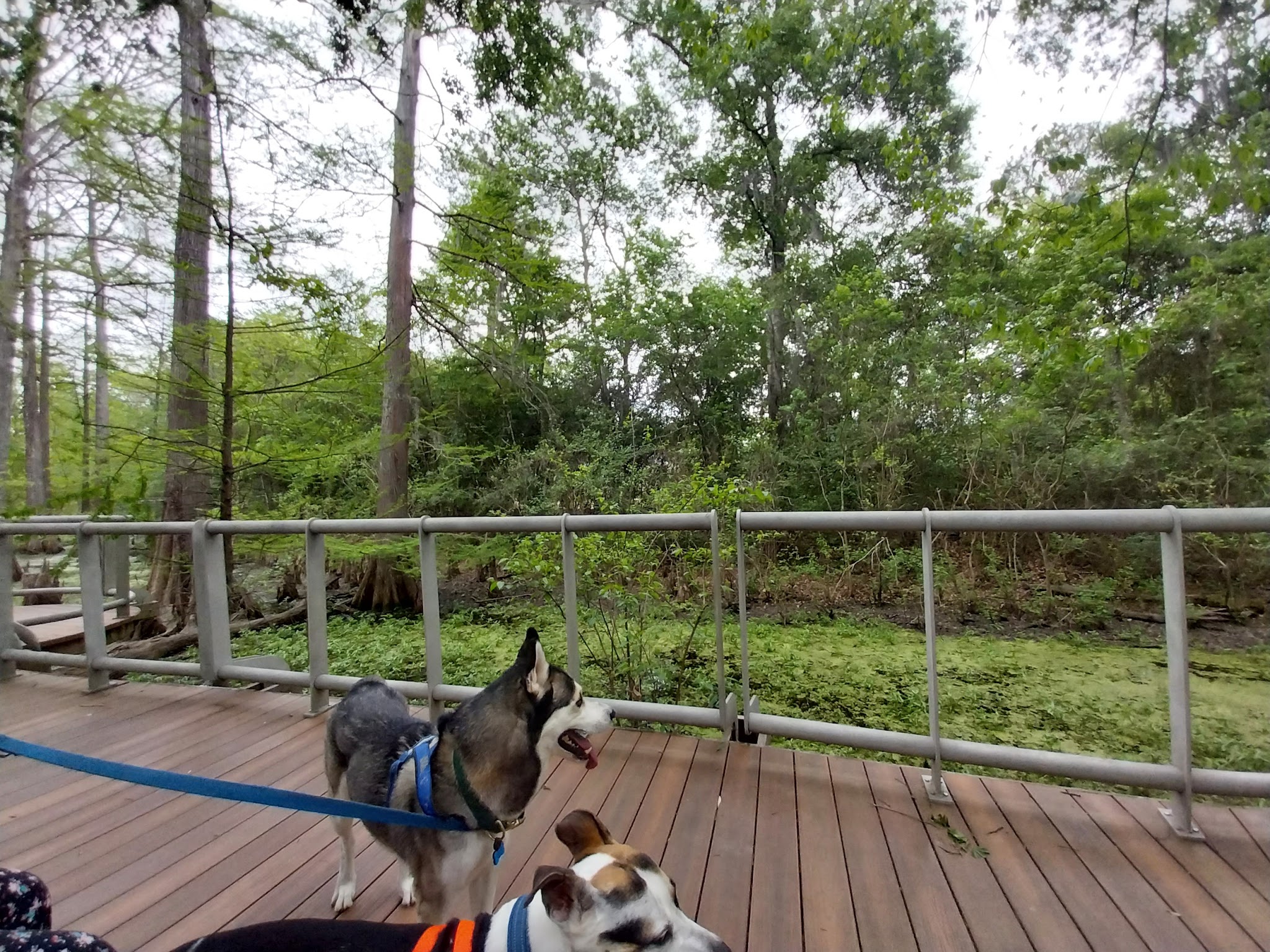 Parque lindo - Houston, TX