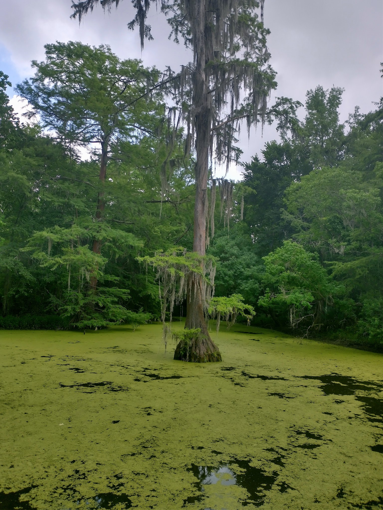 Parque lindo - Houston, TX