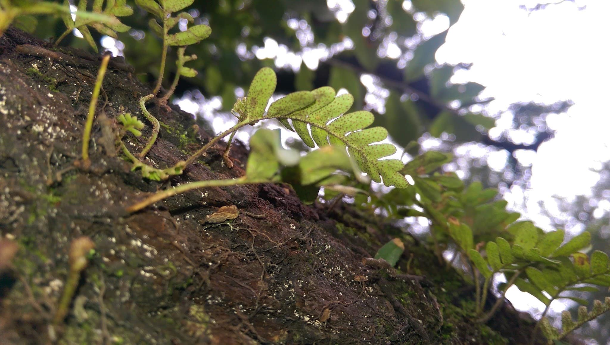 Shiffick (Peggy H.) Park - Houston, TX