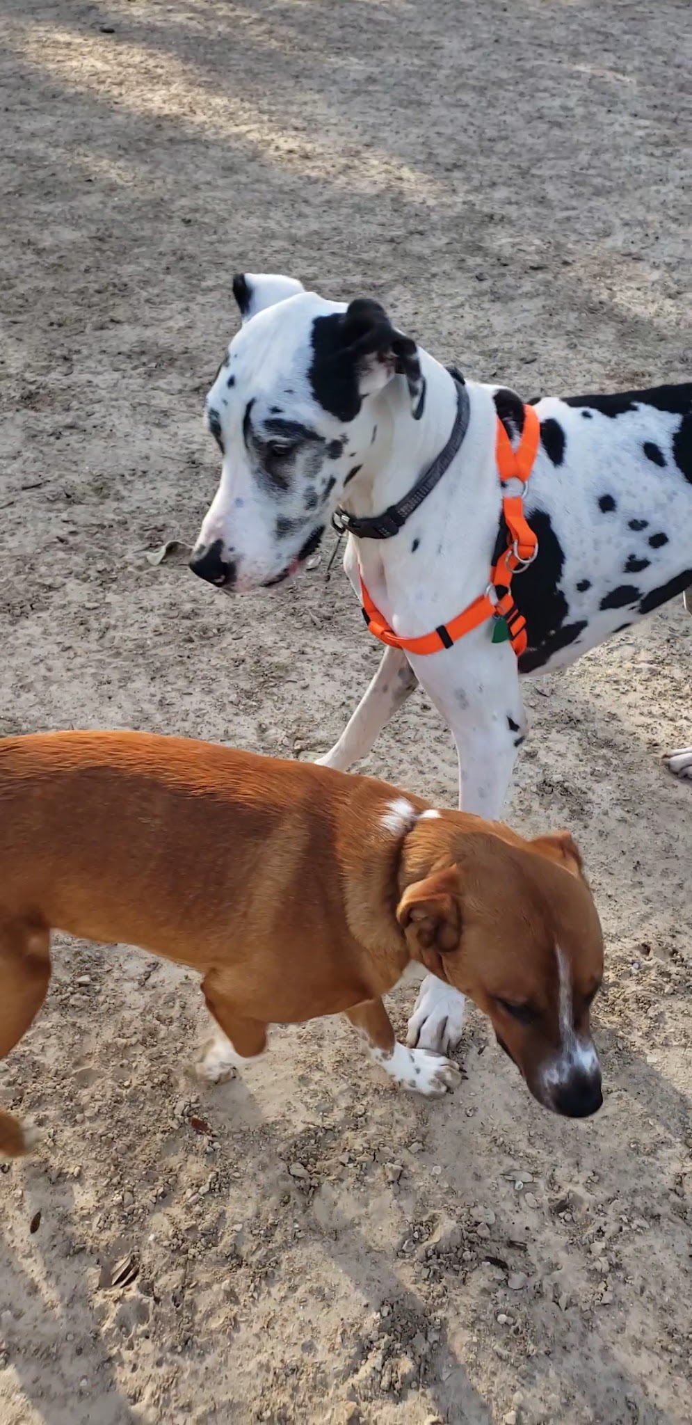 TC Jester Dog Park - Houston, TX