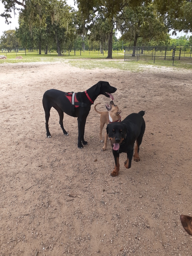 TC Jester Dog Park - Houston, TX