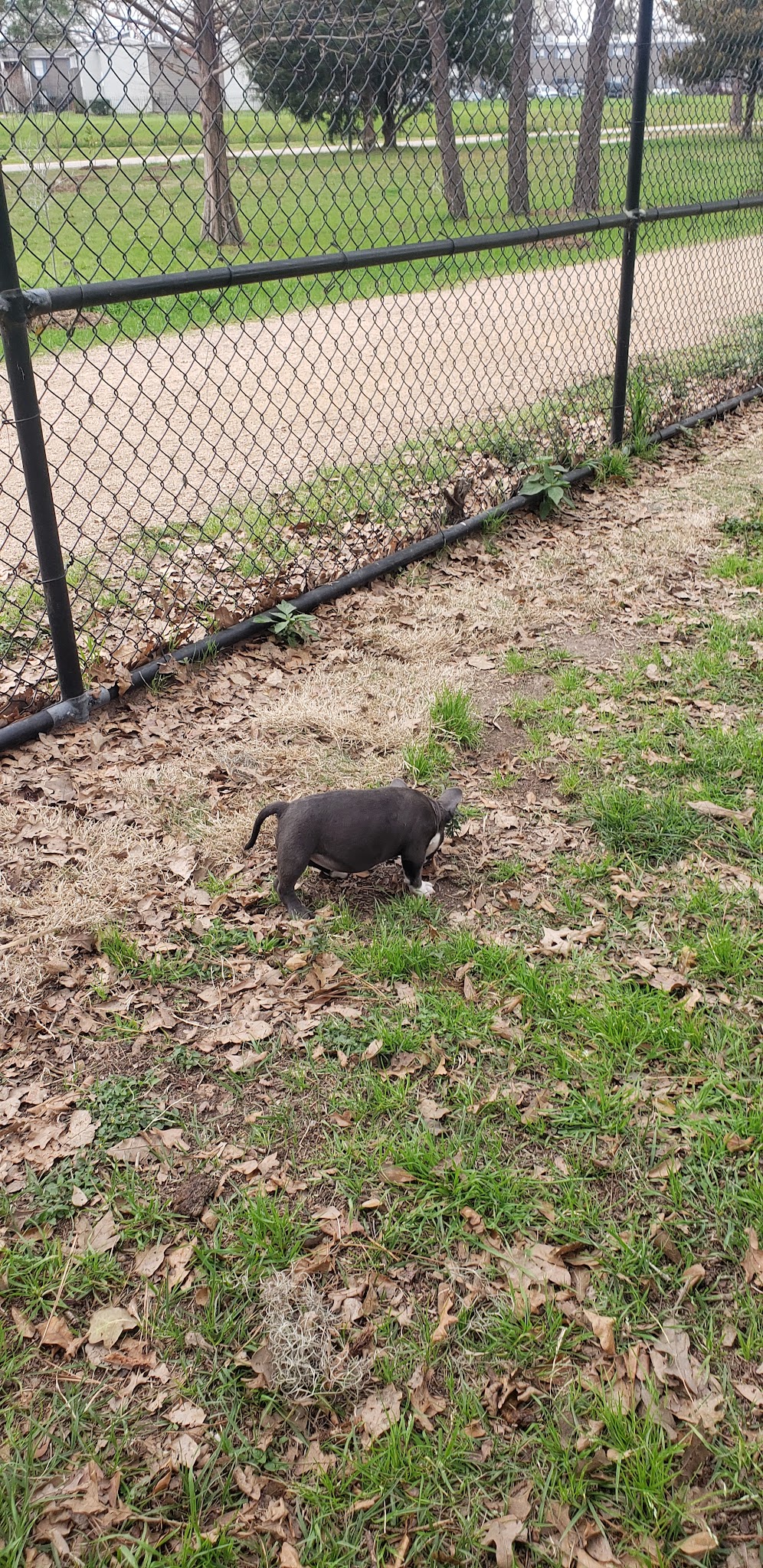 TC Jester Dog Park - Houston, TX