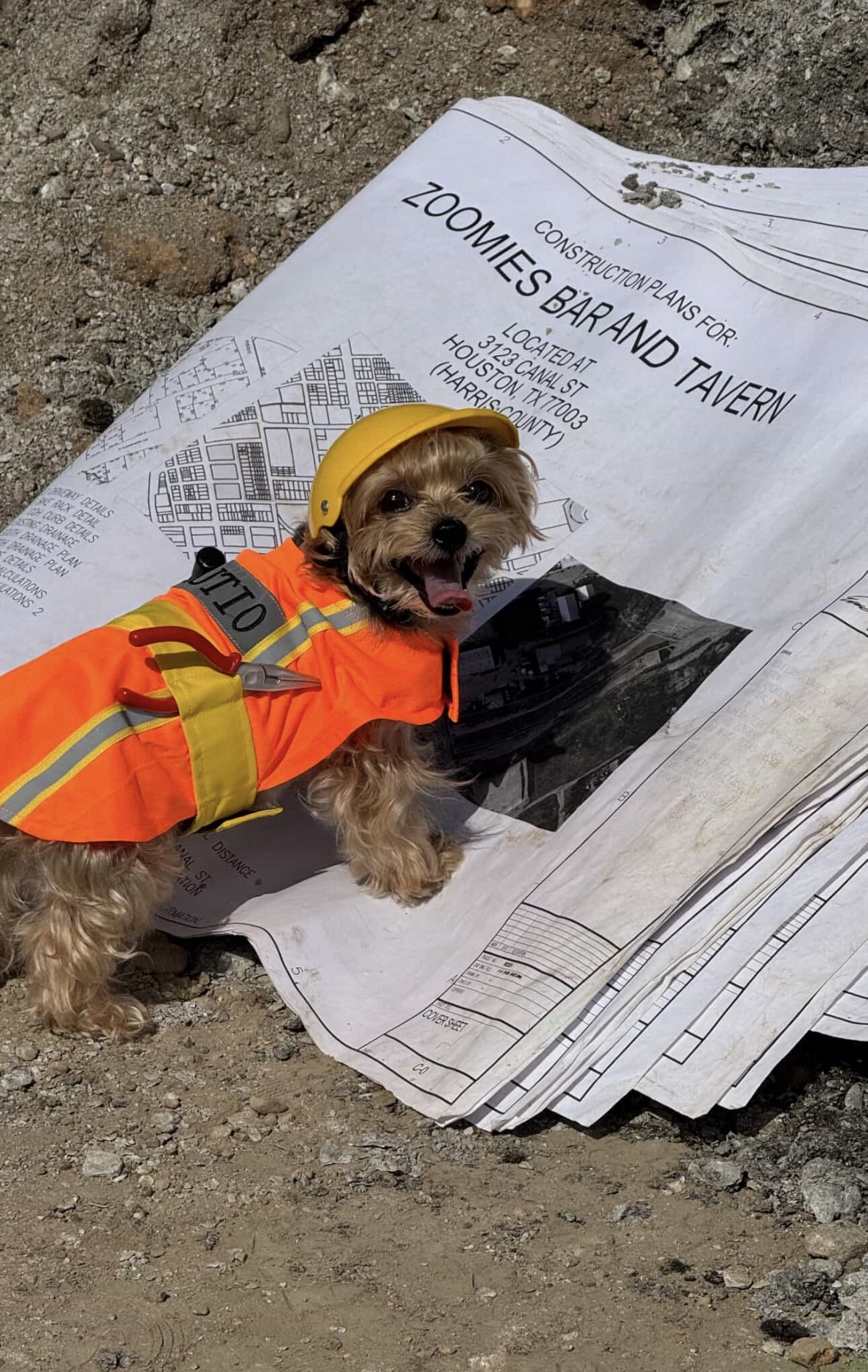 Zoomies - Houston, TX