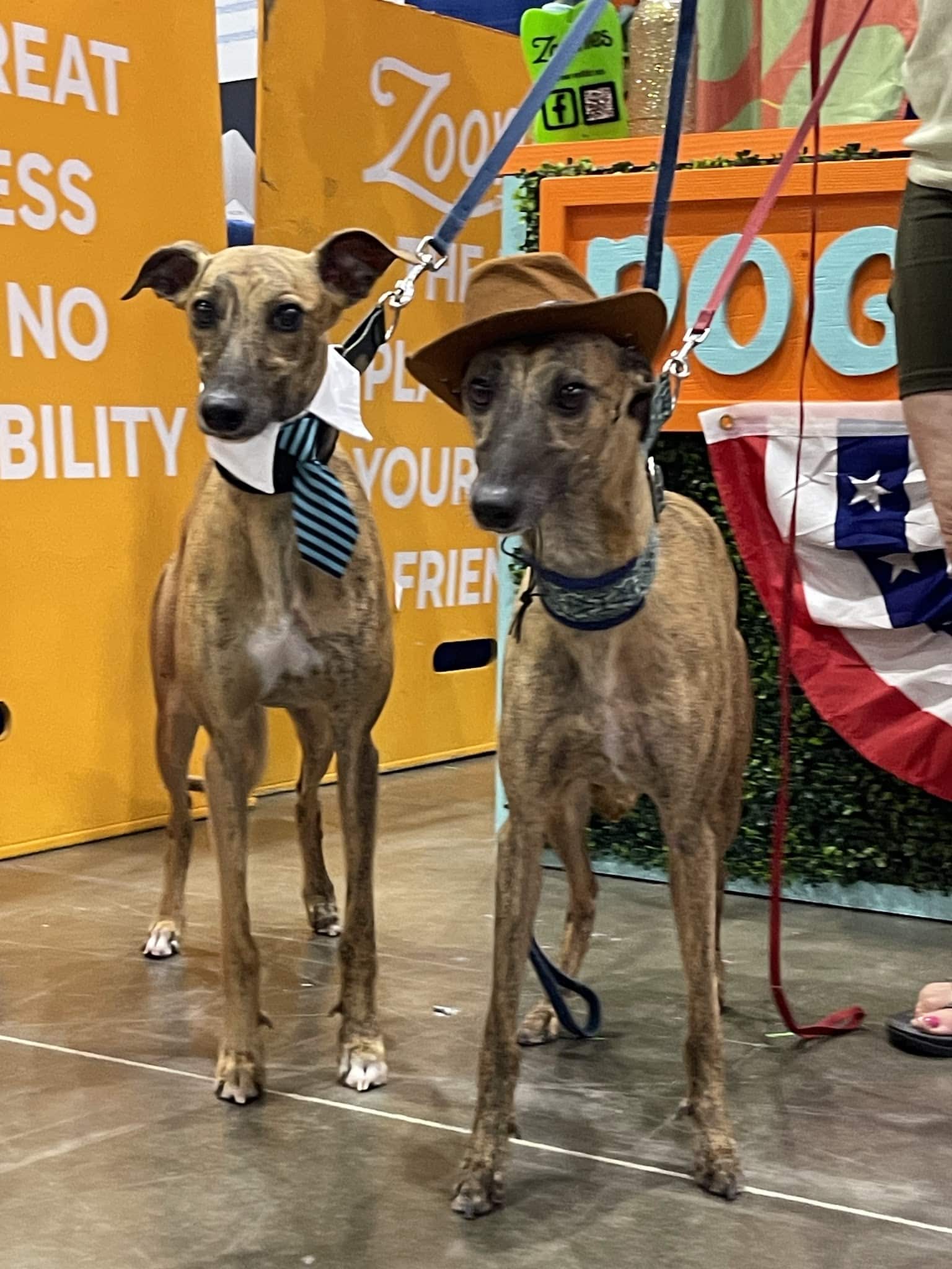 Zoomies - Houston, TX