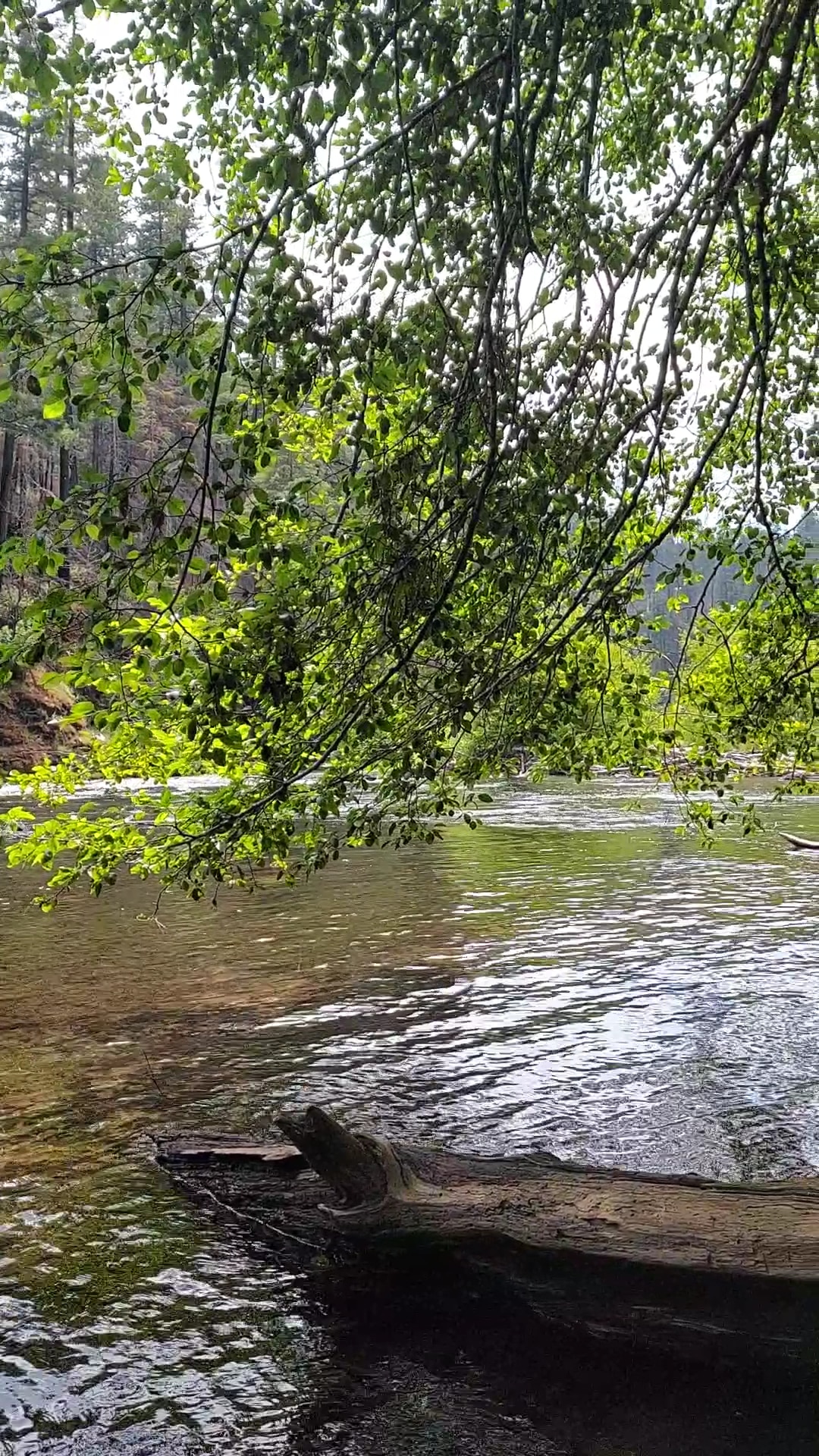 Gravel Bin Raft Launch - Idleyld Park, OR