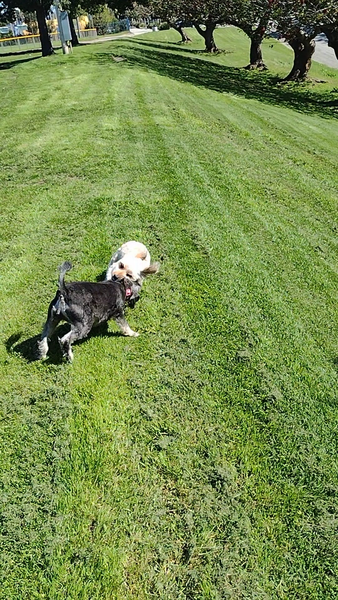 Rogers Park - Inglewood, CA