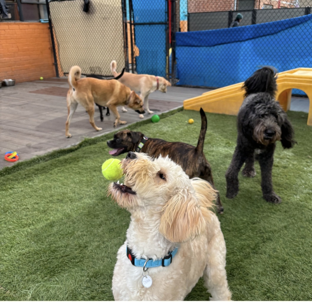 South Park Doggie - Waterland (LAX) - Inglewood, CA