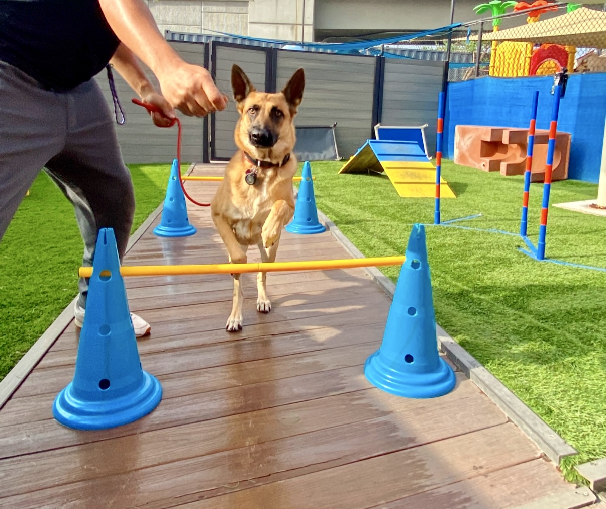 South Park Doggie - Waterland (LAX) - Inglewood, CA