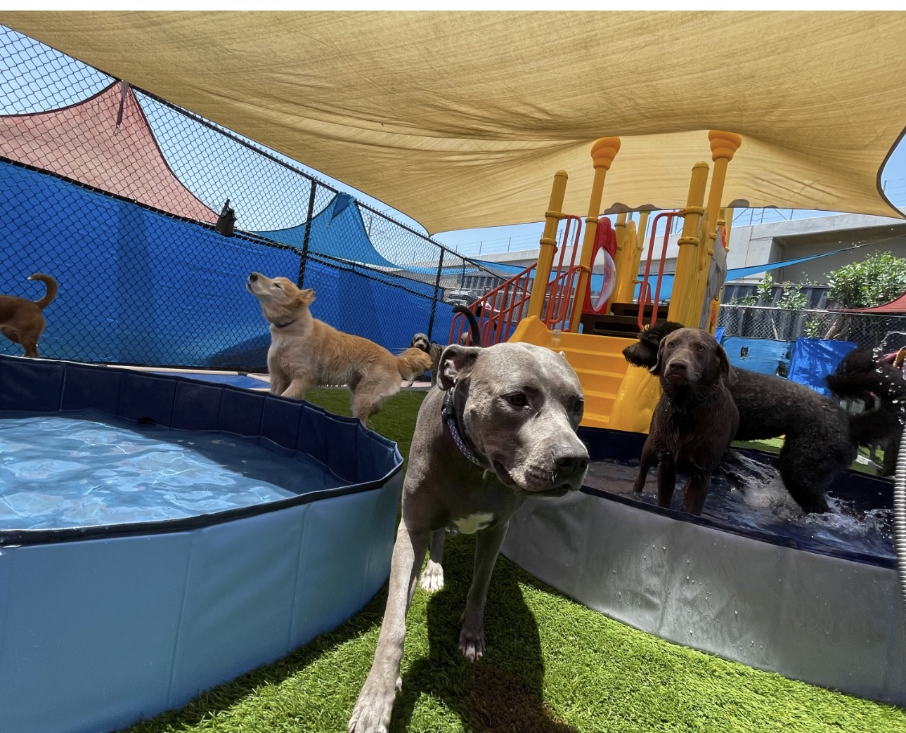 South Park Doggie - Waterland (LAX) - Inglewood, CA