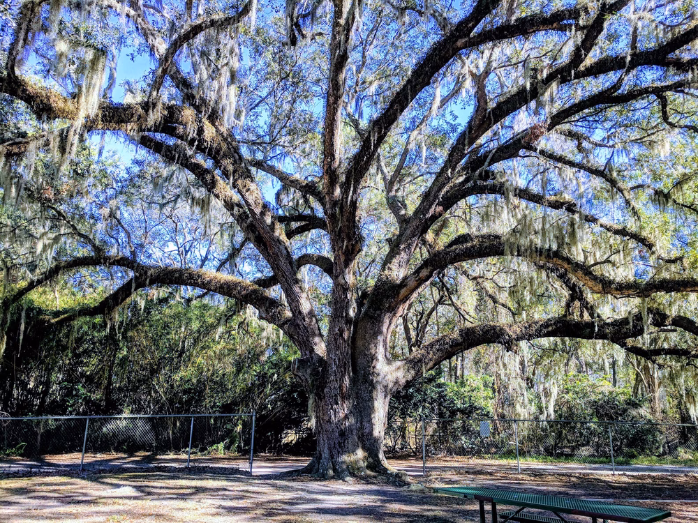 Alberts Field - Jacksonville, FL