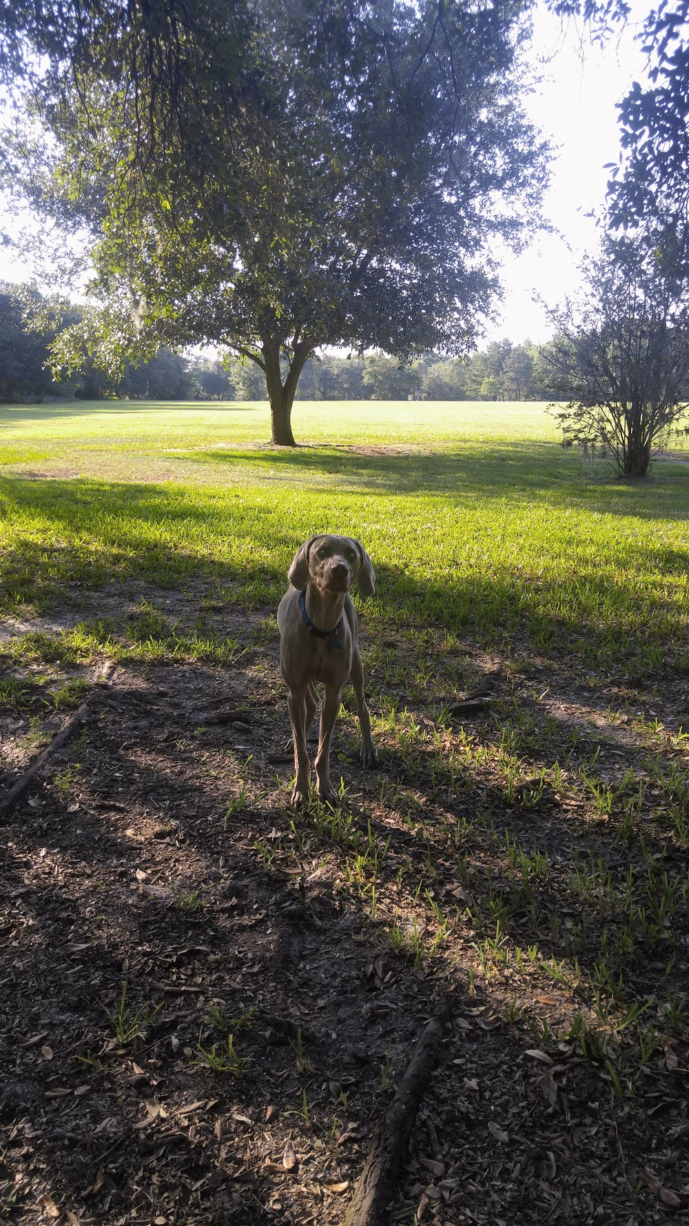 Alexandria Oaks Park - Jacksonville, FL