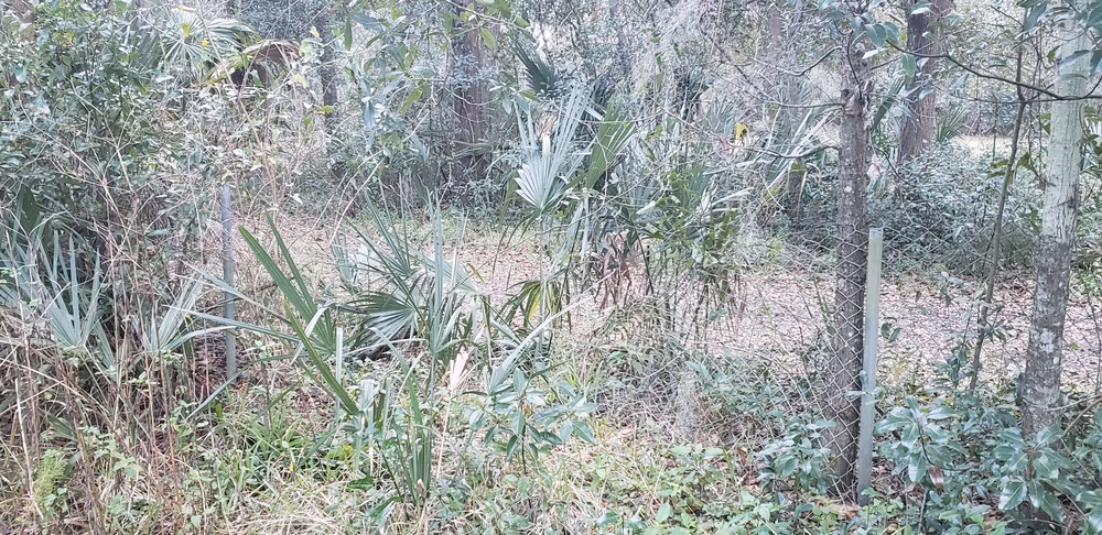 Archie Dickinson Park - Jacksonville, FL