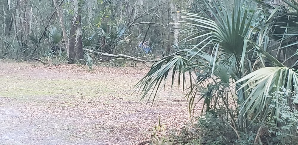 Archie Dickinson Park - Jacksonville, FL