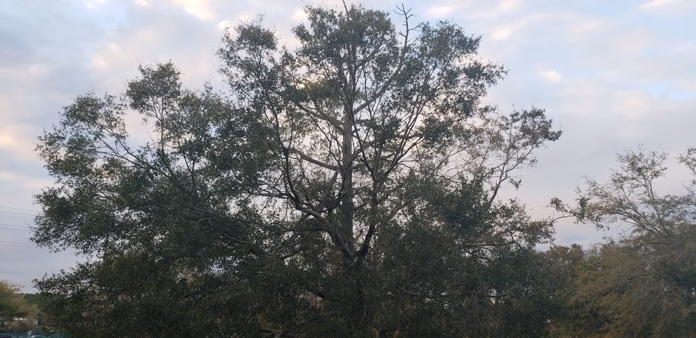 Archie Dickinson Park - Jacksonville, FL