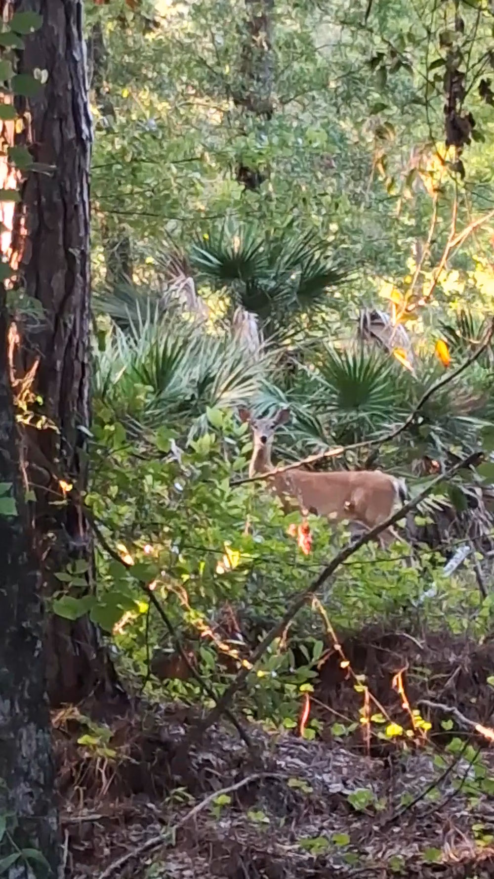 Baldwin Rail Trail: Trail Side Park - Jacksonville, FL