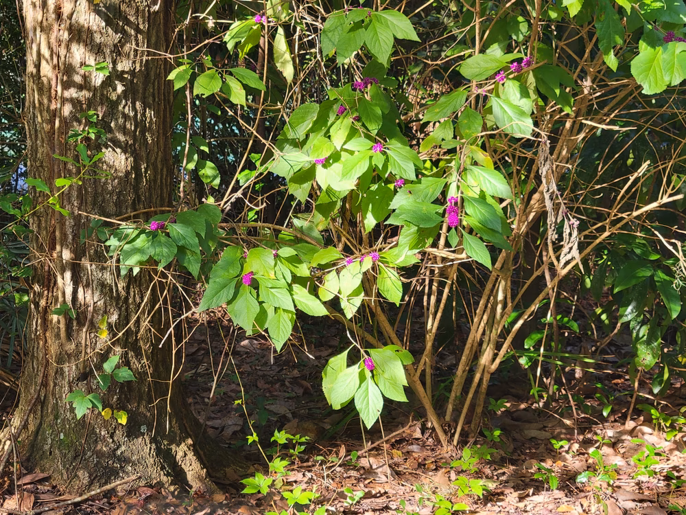 Blue Cypress Park - Jacksonville, FL