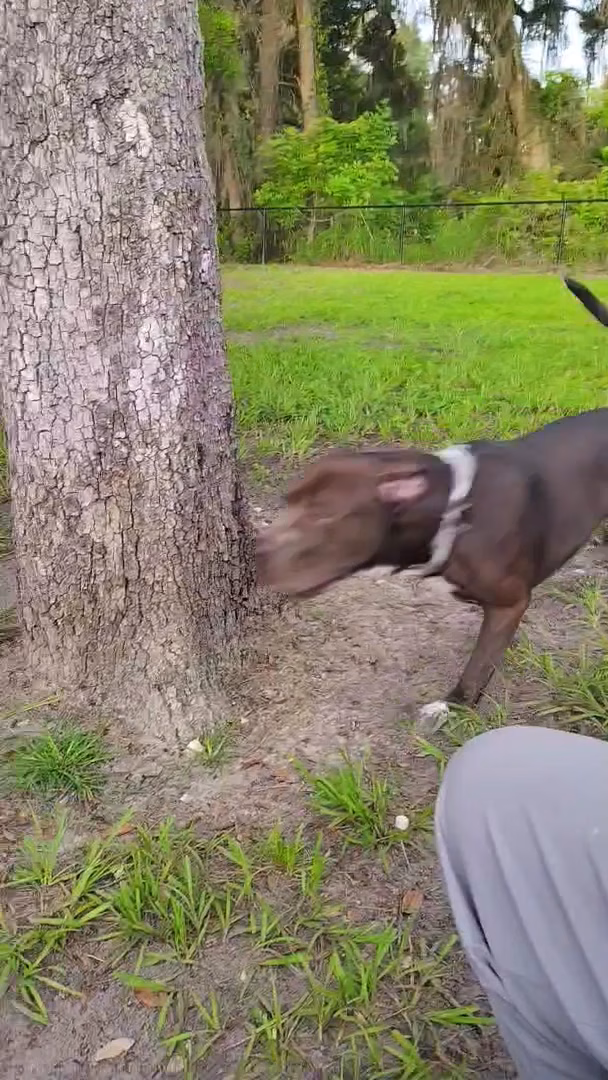 Dog Park at Love's Travel Stops - Jacksonville, FL