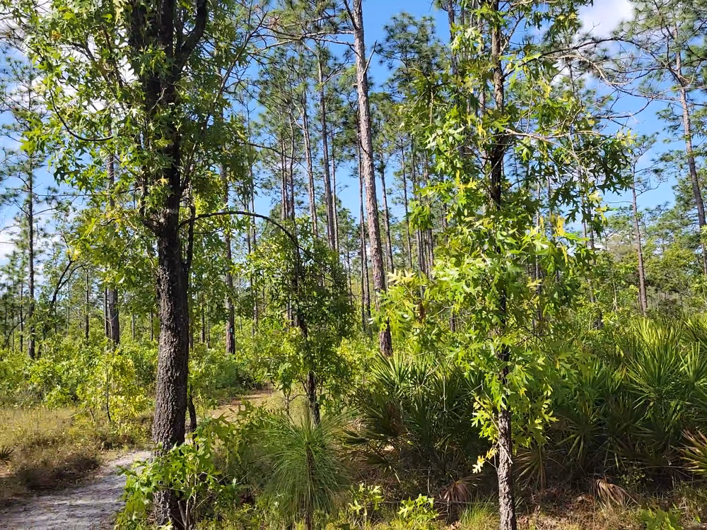 Nolan Road Recreation Area - Jacksonville, FL