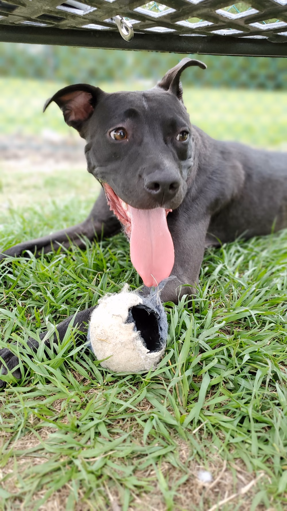 TT Dog Park - Jacksonville, NC