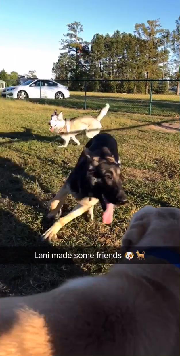 TT Dog Park - Jacksonville, NC