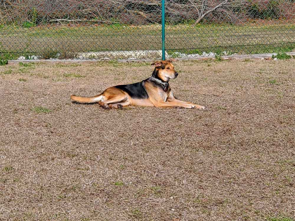 Midway Dog Park #1 - Jacksonville, NC