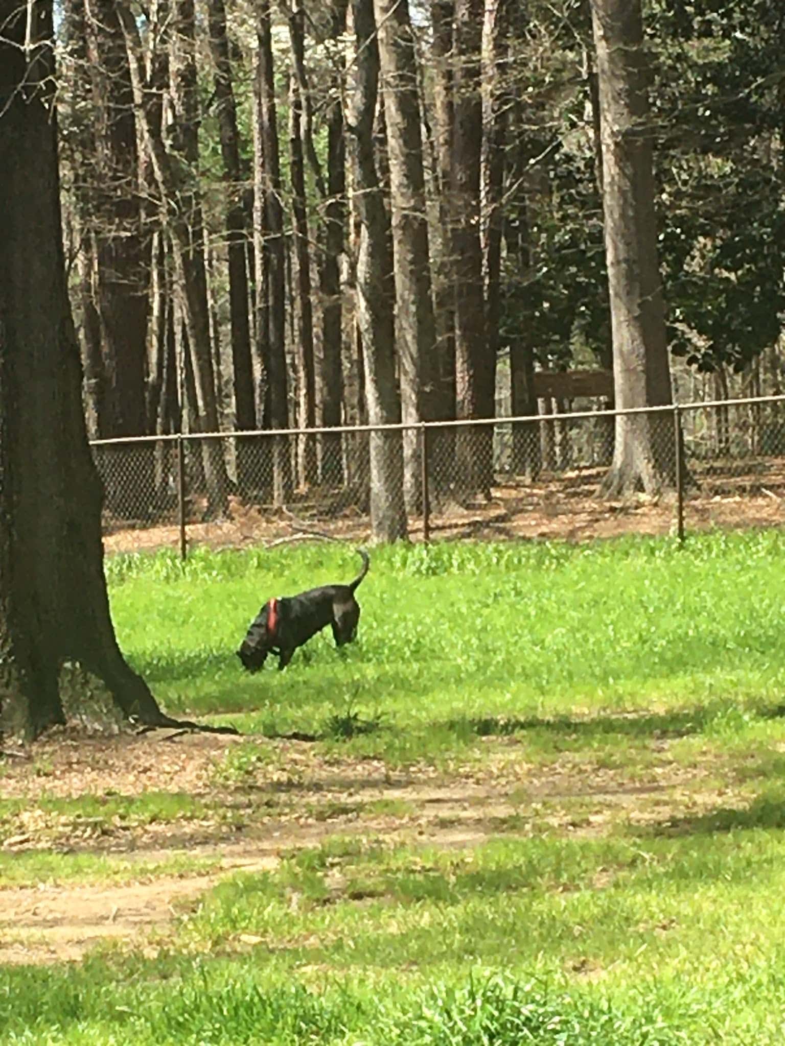 City of Jasper Off Leash dog park - Jasper, AL